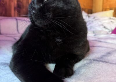 Chat, Calins, Soins, Litière, Heureux.