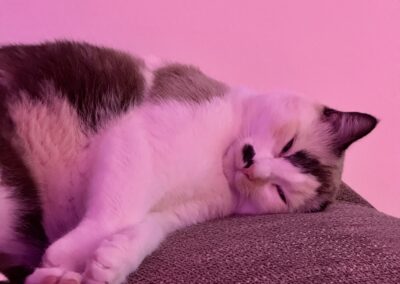 Chat, Calins, Soins, Litière, Heureux.