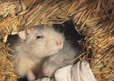 Rongeurs, Câlins, Soins, Cage, Heureux.