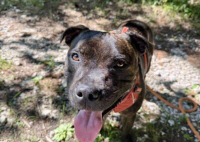 Chien, Staffy, Promenades, forêt, rivière, câlins, jeux, activités, Chien moyen, pet-sitting à Cruseilles – promenade de chien