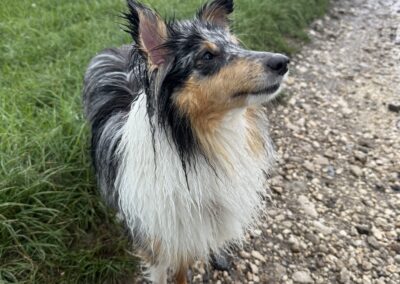 Chien, berger des shetland, Champs, promenade, câlins, jeux, activités, petit chien, pet-sitting à Cruseilles – promenade de chien