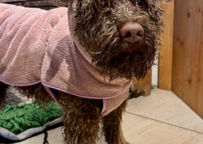 Chien, Lagotto romagnolo, Promenades, forêt, rivière, câlins, jeux, activités, Chien frisé, pet-sitting à Cruseilles – promenade de chien