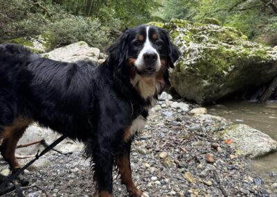 Chien, Bouvier bernois, Promenades, forêt, rivière, Grand chien, câlins, jeux, activités, pet-sitting à Cruseilles – promenade de chien